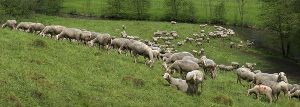 Grazing flock of sheep at the Trubach in the Trubach valley, Egloffstein, Upper Franconia, Bavaria,