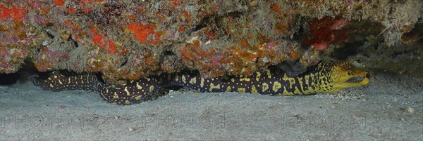 Fangtooth moray (Enchelycore anatina), Pasito Blanco reef dive site, Arguineguin, Gran Canaria,