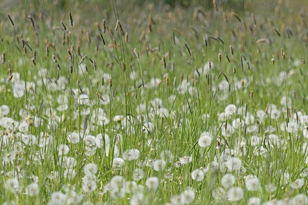 Meadow with sweet grass Meadow foxtail (Alopecurus pratensis), common dandelion (Taraxacum sect.
