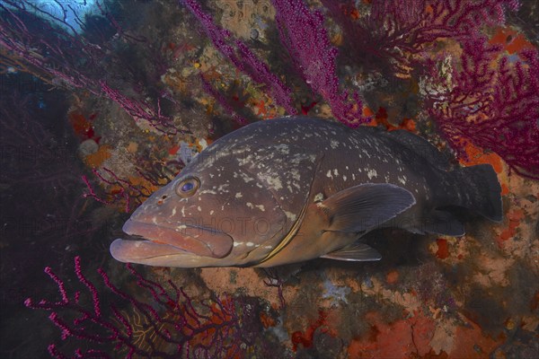 Dusky grouper (Epinephelus marginatus) (Mycteroperca marginatus) and violescent sea-whip
