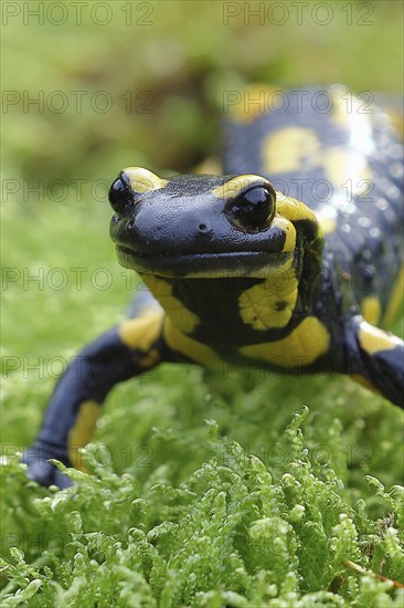 Fire salamander (Salamandra salamandra), running over moss, animal portrait, wildlife, North