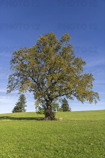 English oak (Quercus robur) in autumn on a meadow, fir trees, Allgäu, Bavaria, Germany, Europe