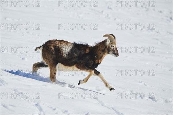 European mouflon (Ovis aries musimon) ram on a snowy meadow in the mountains in tirol, Kitzbühel,