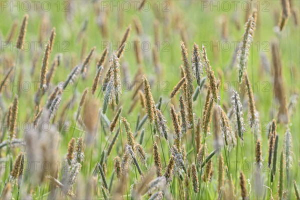 Meadow foxtail (Alopecurus pratensis), panicle with anthers, North Rhine-Westphalia, Germany,