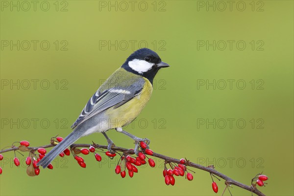 Great tit (Parus major) on green red barberry (Berberis thunbergii) with red berries in autumn,
