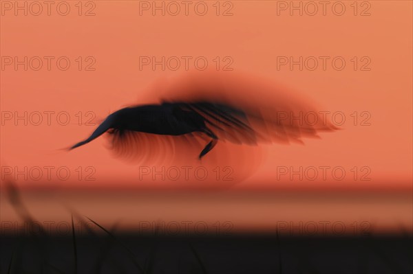 Common Tern (Sterna hirundo), flight study at sunset, in flight with motion blur of the wings, in