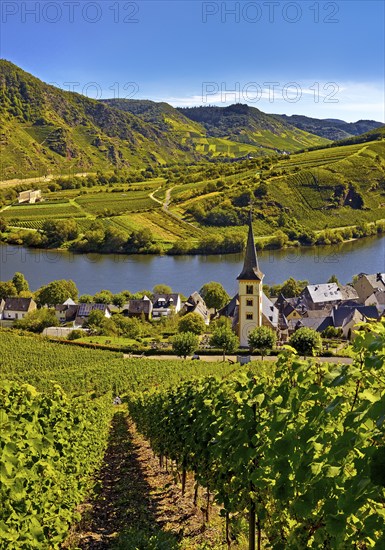 Moselle loop with vineyards and Saint Laurentius Church from the Bremmer Calmont via ferrata,