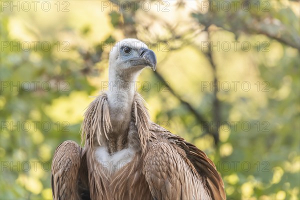 Young Griffon Vulture (Gyps fulvus) found on the ground having left its nest the first time.
