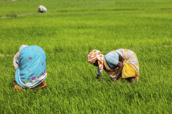 TAMIL NADU, INDIA, FEBRUARY 13, 2014: Unidentified Indian women harvests rice in the paddy field.
