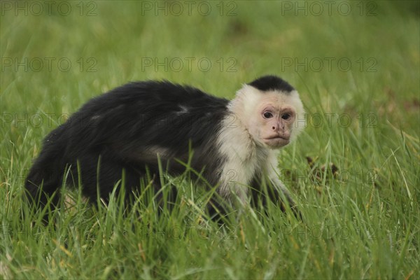 White-headed capuchin (Cebus capucinus), grass, ground, captive