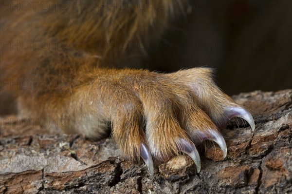 Squirrel, Squirrel cat, Rodents, Mammals, Animals, Eurasian red eurasian red squirrel (Sciurus