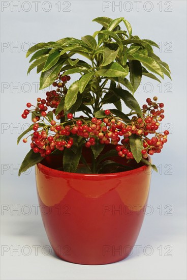 Hen's-eyes (Ardisia crenata)