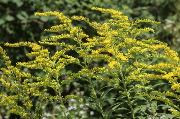 Giant goldenrod (Solidago gigantea), also known as tall goldenrod, yellow flowering,