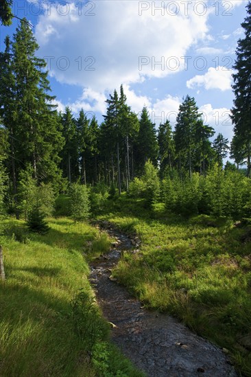 Rote Weißeritz near Schellerhau