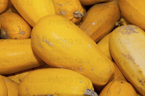 Pumpkins (Cucurbita) (Cucurbitaceae) are a genus of plants in the gourds . Five species are