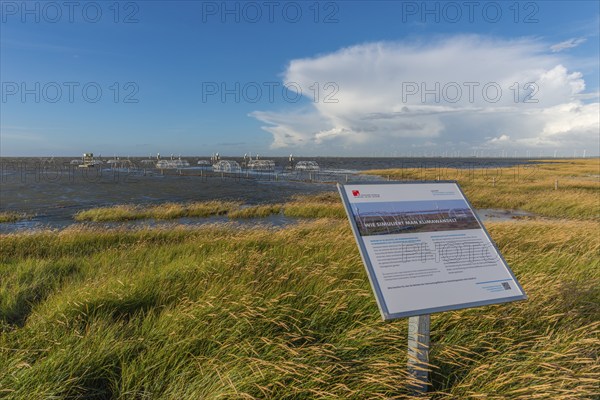 Flooded salt marshes at the Hamburger Hallig, University of Hamburg, Warming experiment, Warming