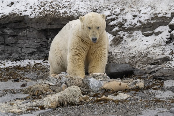 Scavenging polar bear (Ursus maritimus) eating the carcass of a stranded dead minke whale on the