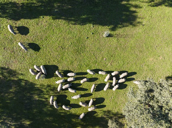 Grazing pigs and holm oaks (Quercus ilex) in the Sierra de Aracena, aerial view, drone shot, Huelva