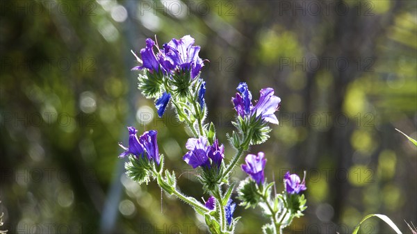 Plantain-leaved viper's bugloss (Echium plantagineum), backlight, close-up, Zingaro, National Park,