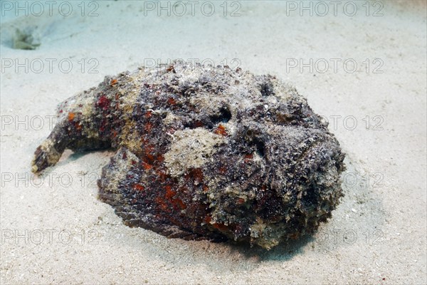 Reef stonefish (Synanceia verrucosa), lies uncamouflaged, open, on sandy bottom, dangerous,