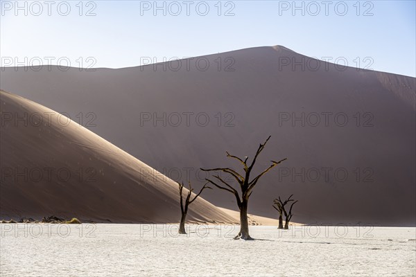 Dead camelthorn trees (Acacia erioloba) in Deadvlei, behind huge red sand dune Daddy Dune,
