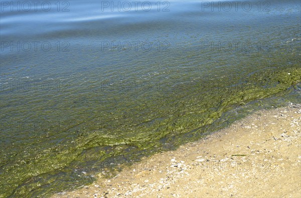 Algae washed up on the beach, Swinoujscie, West Pomeranian Voivodeship, Poland, Europe