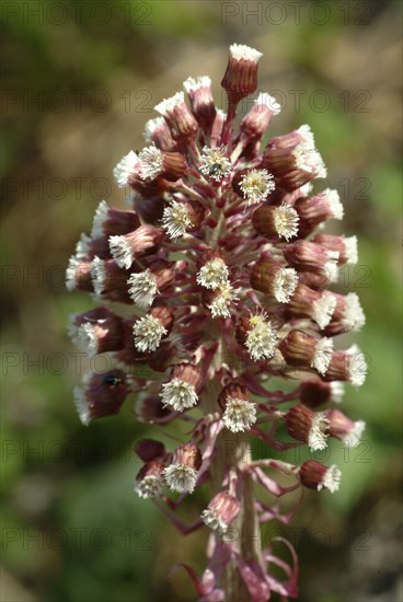 Butterbur (Petasites hybridus), medicinal plant, herb, wild plant, medicinal use