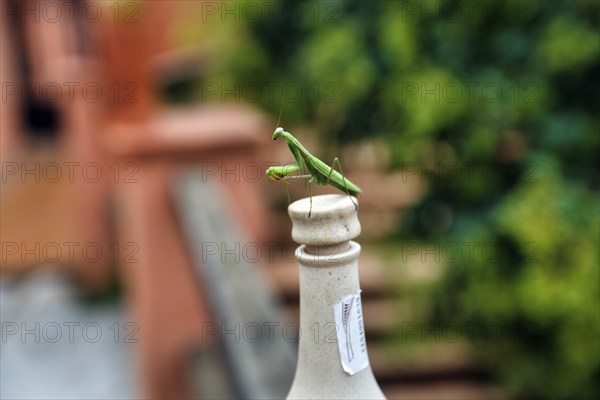 Praying mantis (Mantis religiosa) sitting on cork, bottle neck, Spain, Europe