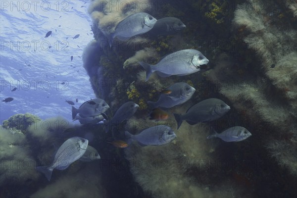 Shoal, group of black seabream (Spondyliosoma cantharus) in the Mediterranean Sea near Hyères. Dive