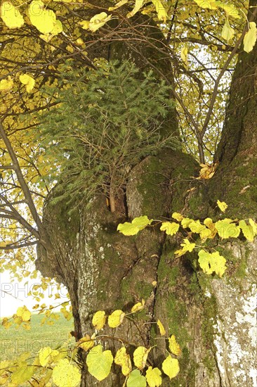 Large-leaved linden (Tilia platyphyllos) with a spruce (Picea) growing out of a hole in the trunk,