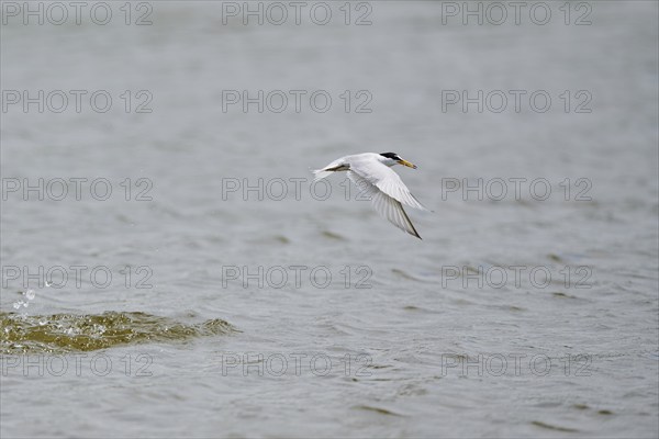 Little tern (Sternula albifrons) hunting in the water, flying, Camargue, France, Europe