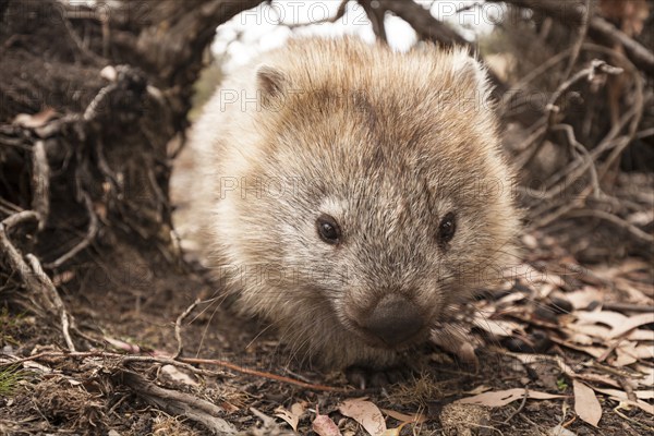Wombat portrait. On Maria Island, Tasmania Australia