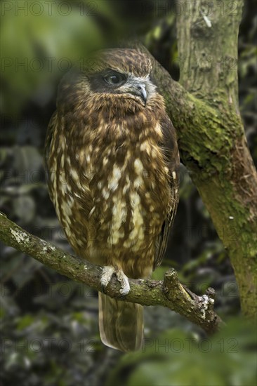Australian boobook, Southern boobook (Ninox boobook) owl species native to Australia, New Guinea,