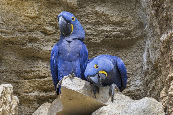 Hyacinth macaw, hyacinthine macaws (Anodorhynchus hyacinthinus) pair on rock ledge in cliff face,
