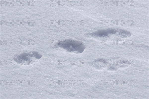 Close up footprints in the snow of mountain hare (Lepus timidus), Alpine hare, snow hare in winter