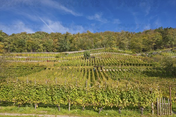Pillnitz vineyards at the vineyard church