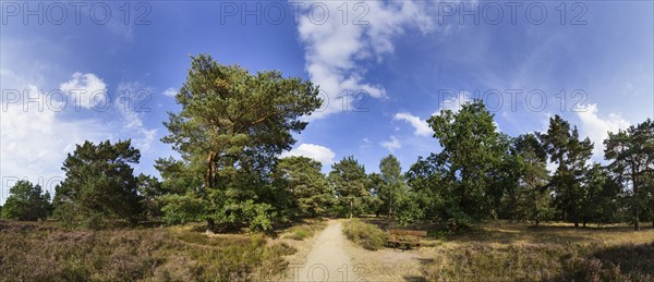 Landscape in the Lüneburg Heath near Bispingen, Heidekreis, Lower Saxony, Germany, Europe