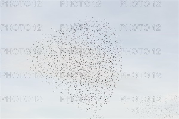 Common (Sturnus vulgaris) starlings fly together, in perfect symbiosis to protect themselves from