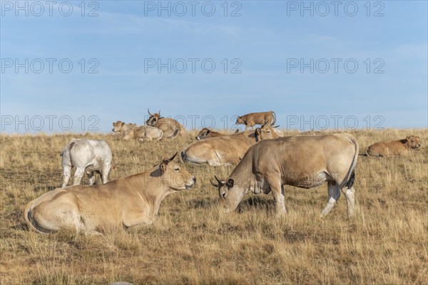 Aubrac cows in a dry pasture in summer. Aubrac, France, Europe