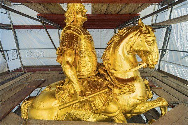Golden Rider close-up
