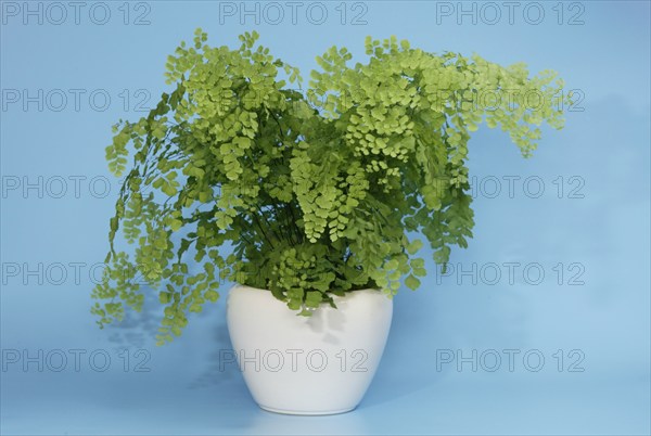 Maidenhair Fern (Adiantum raddianum) in pot, Maidenhair fern in flower pot, indoor, studio