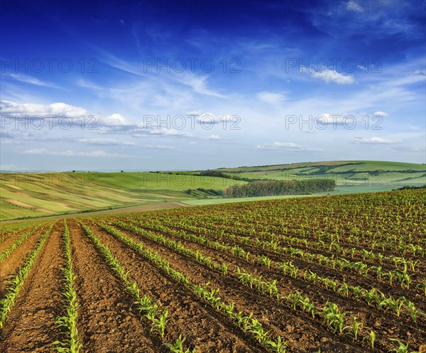 Rolling fields of Moravia, Czech Republic, Europe