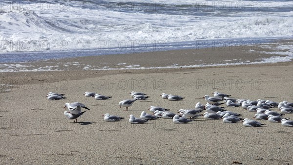 Maori black-billed gull (Chroicocephalus bulleri), Ship Creek, Beach, New Zealand, Oceania