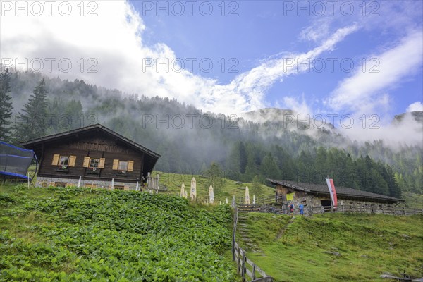 Lower Ulfaseralm and Nebelwald, moss in Passeier, South Tyrol, Italy, Europe
