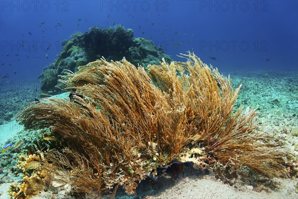 Hydrozoan sticks (Hydrozoa) strongly cnidarian, on sandy bottom, Great Barrier Reef, UNESCO World