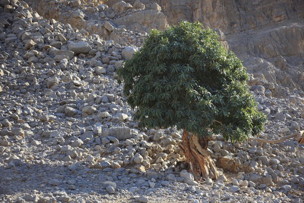 Landscape in the Jebel Harim area, in the Omani enclave of Musandam, Oman, Asia