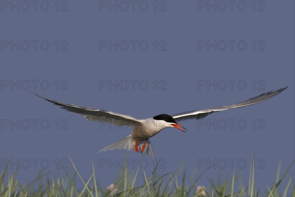 Common Tern (Sterna hirundo), flight study, animal in flight, Lower Saxon Wadden Sea National Park,