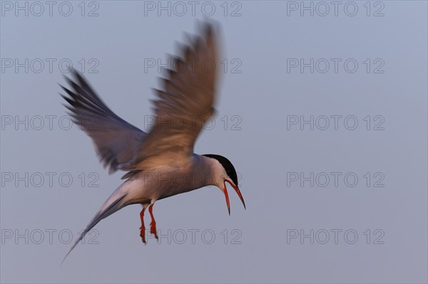 Common Tern (Sterna hirundo), flight study, animal in flight, Lower Saxon Wadden Sea National Park,