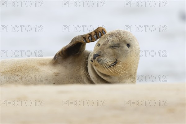 Common or Harbor seal (Phoca vitulina) adult scratching its head on a coastal sandy beach, Norfolk,
