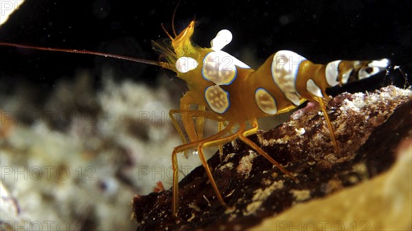 Squat shrimp (Thor amboinensis), sexy shrimp, dive site House Reef, Mangrove Bay, El Quesir, Red